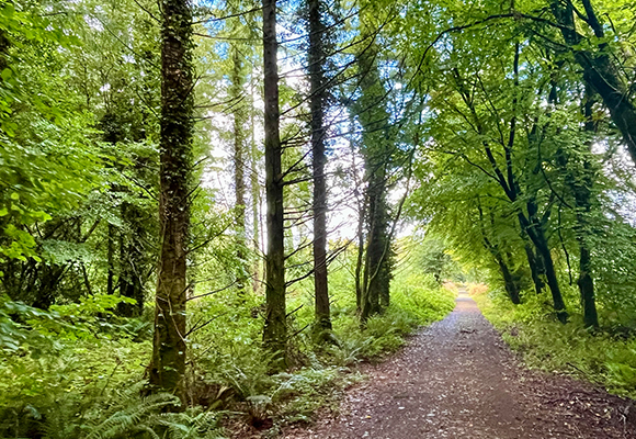 Gorey Park